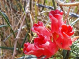Microloma tenuifolium leaf parts around the flowers